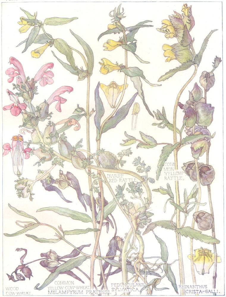 FIGWORTS.Scrophulariaceae. Yellow, Dwarf Red- Rattle;Wood, Yellow Cow-Wheat 1907